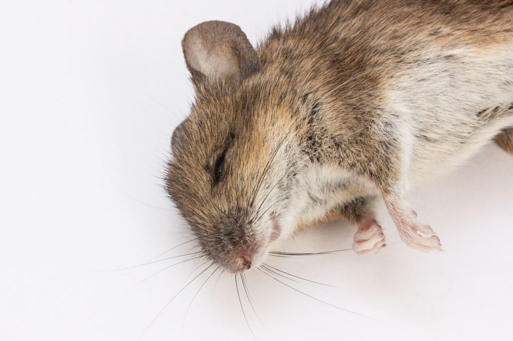 dreaming dead mouse