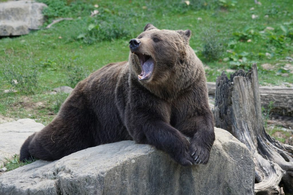 black bear dream meaning