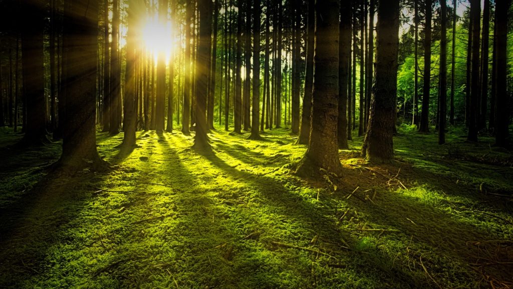 green forest dream meaning