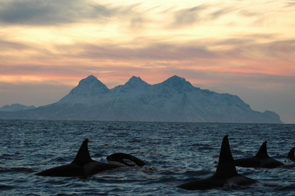 9 Orca Dream Interpretation Killer Whale DreamChrist