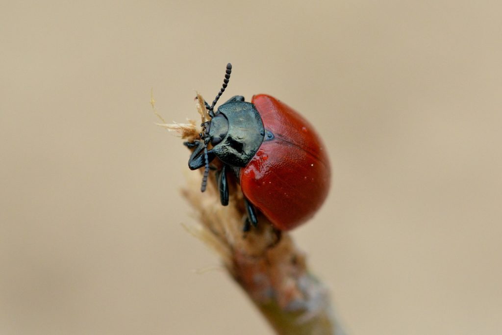 Dream Interpretation Flying Beetle