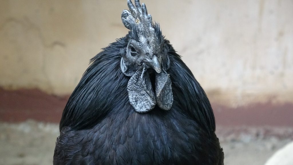 Black Chicken Dream Interpretation