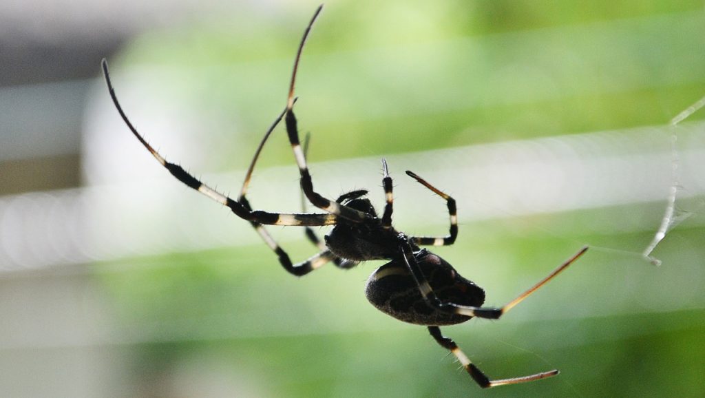 Dream of a spider biting your leg