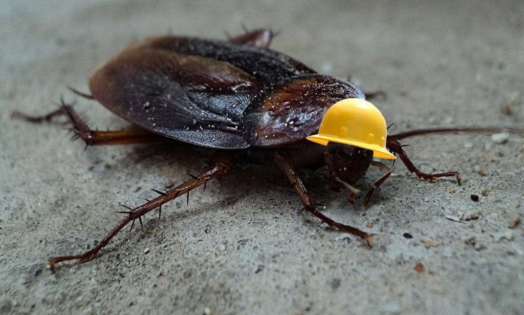 dream killing cockroach