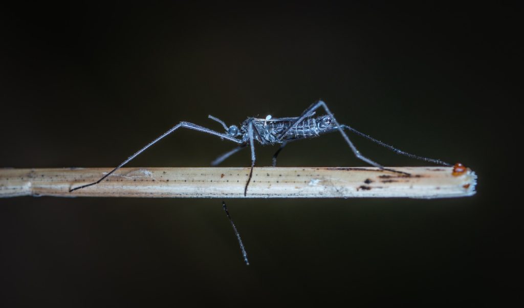 Mosquito Dream Interpretation