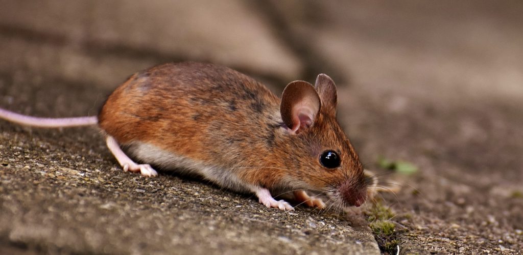 rat dream interpretation
