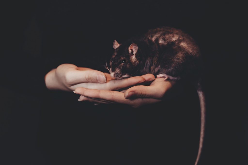 dream mouse in house