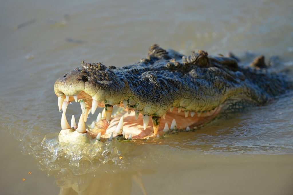 dream chased Crocodile