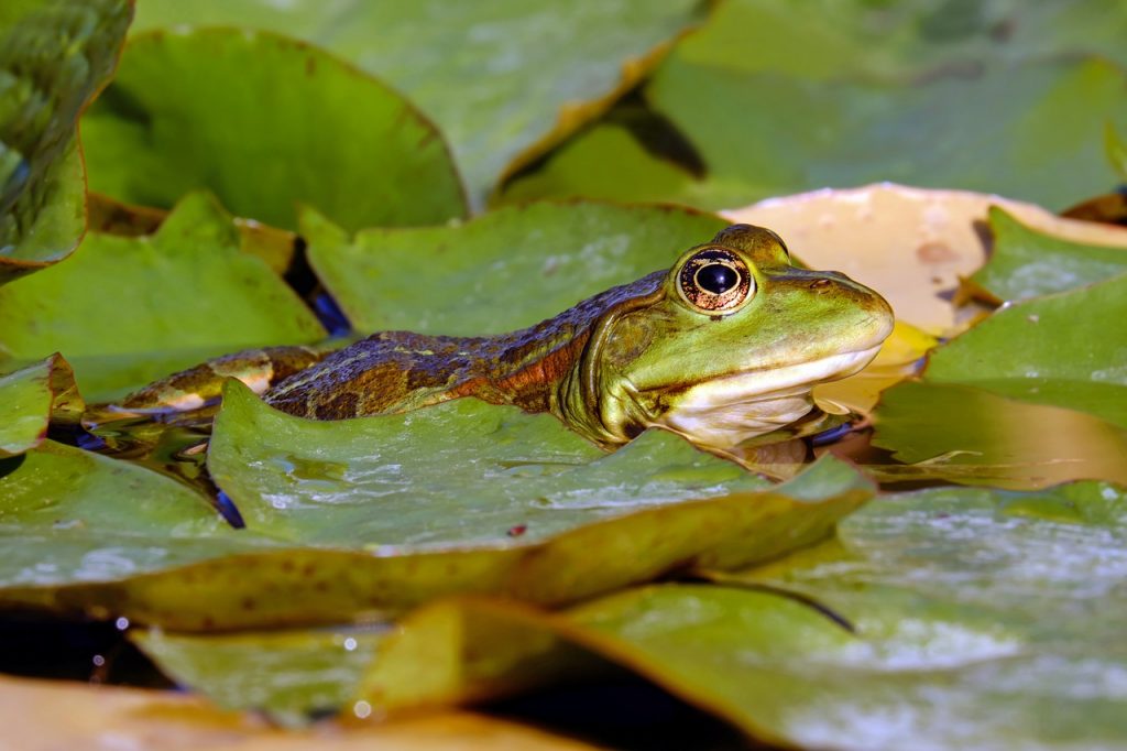 dream talking frog