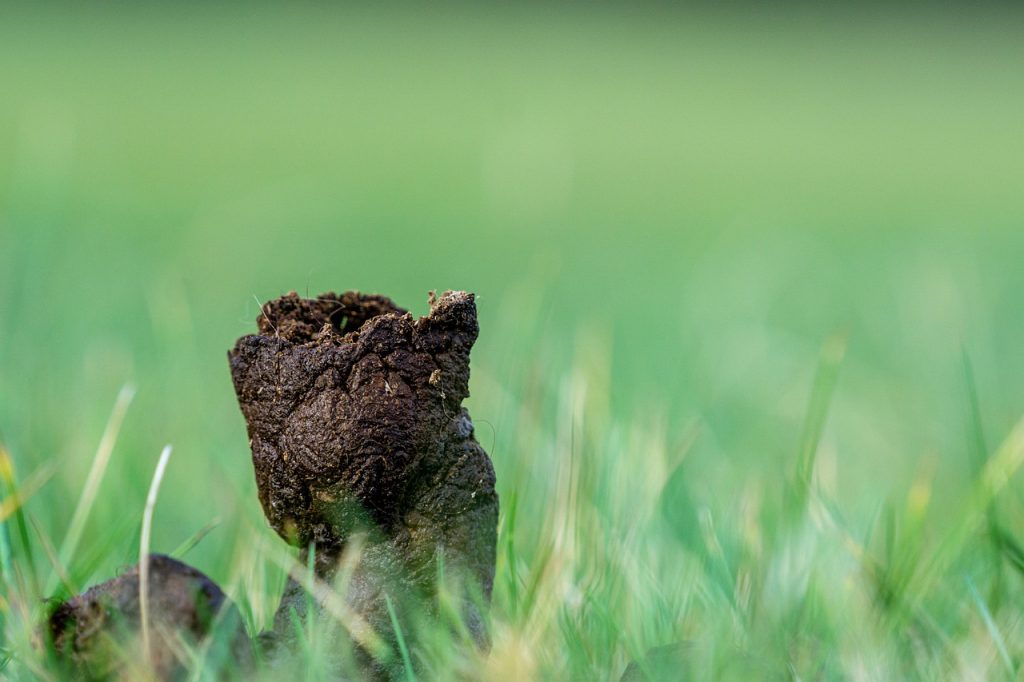 biblical poop dream meaning