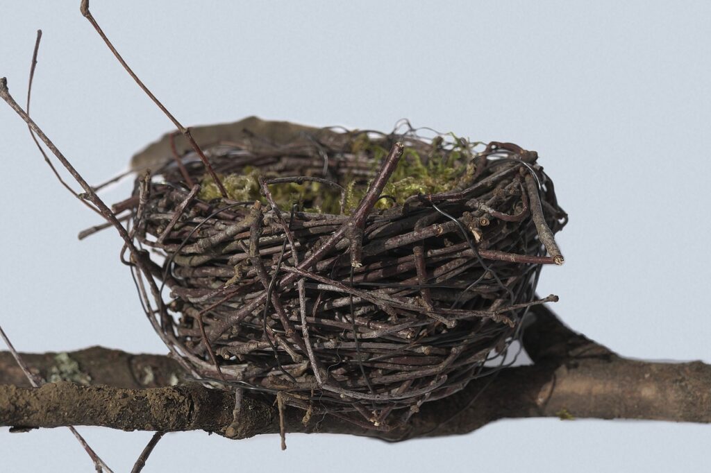 Bird Nest Dream Interpretation