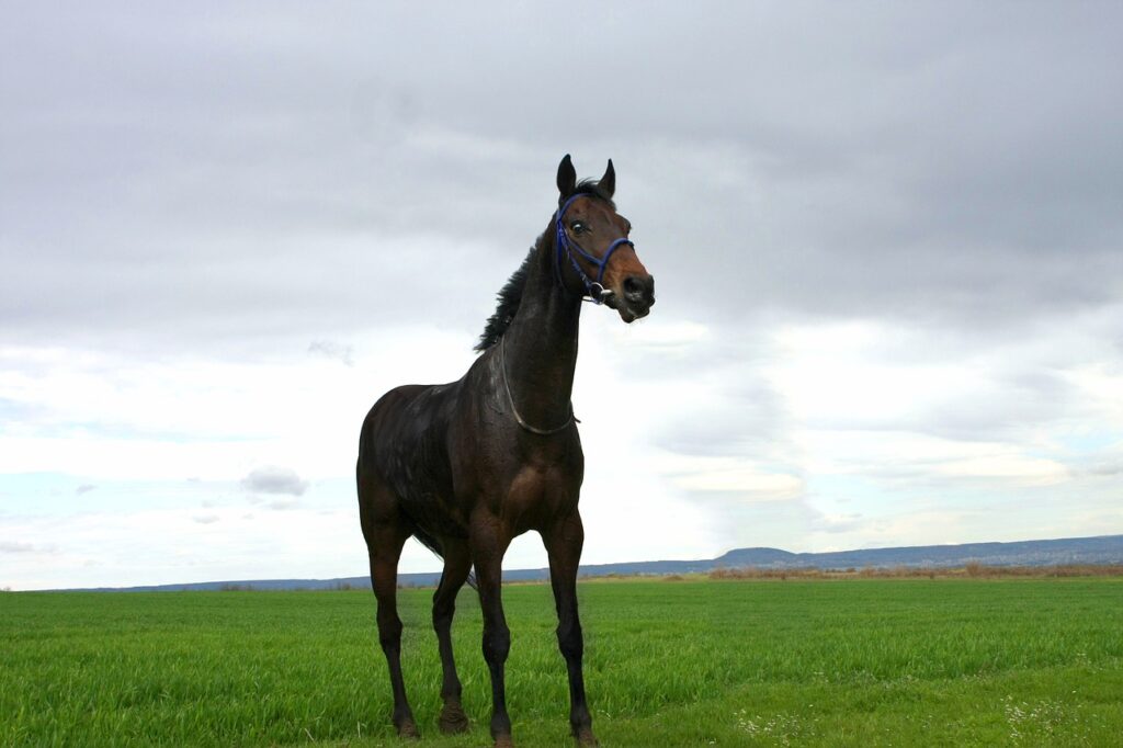 Black Horse Dream Interpretation