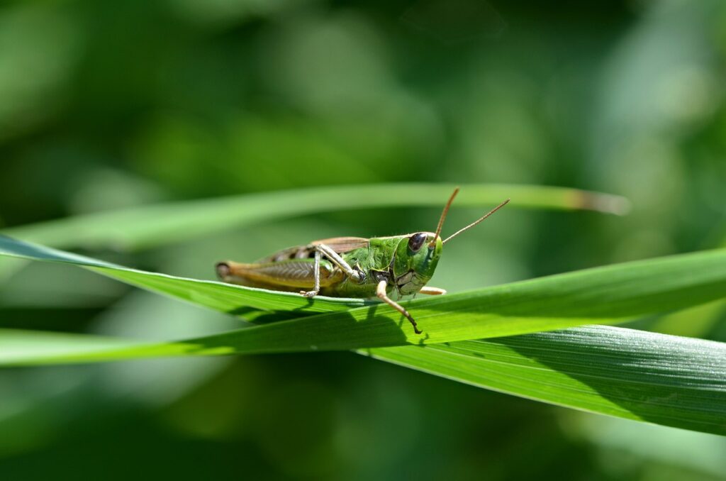 Grasshopper Dream Interpretation
