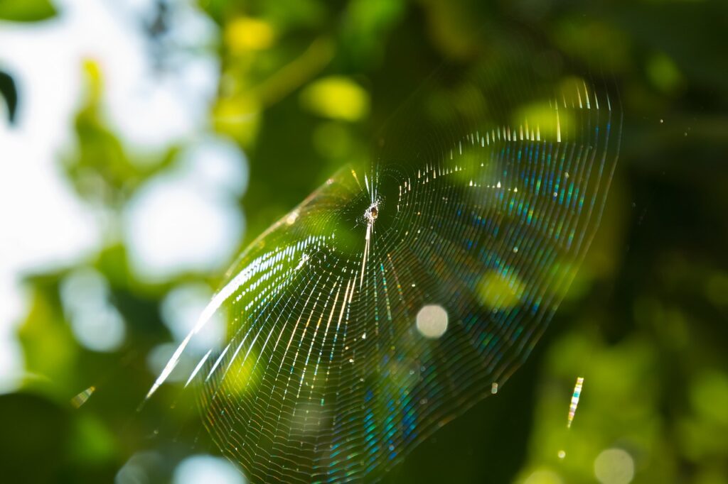 spider web Dream Interpretation