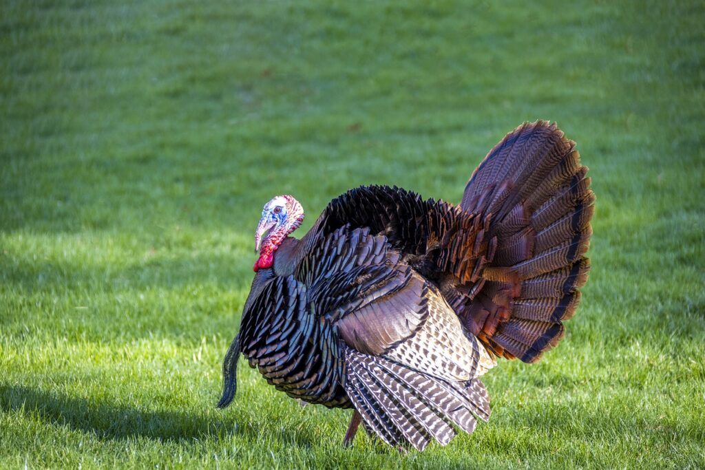 Turkey Dream Interpretation