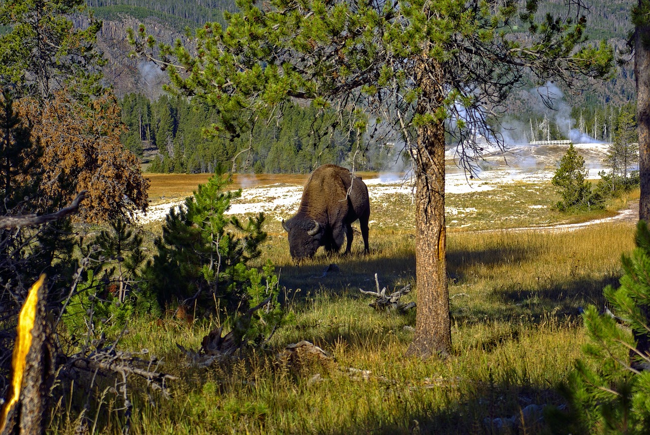 Dream of buffalo attacking meaning