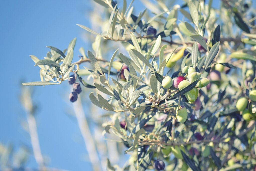 6 Olives Dream Interpretation Get Ready to Pick the Perfect Fruit