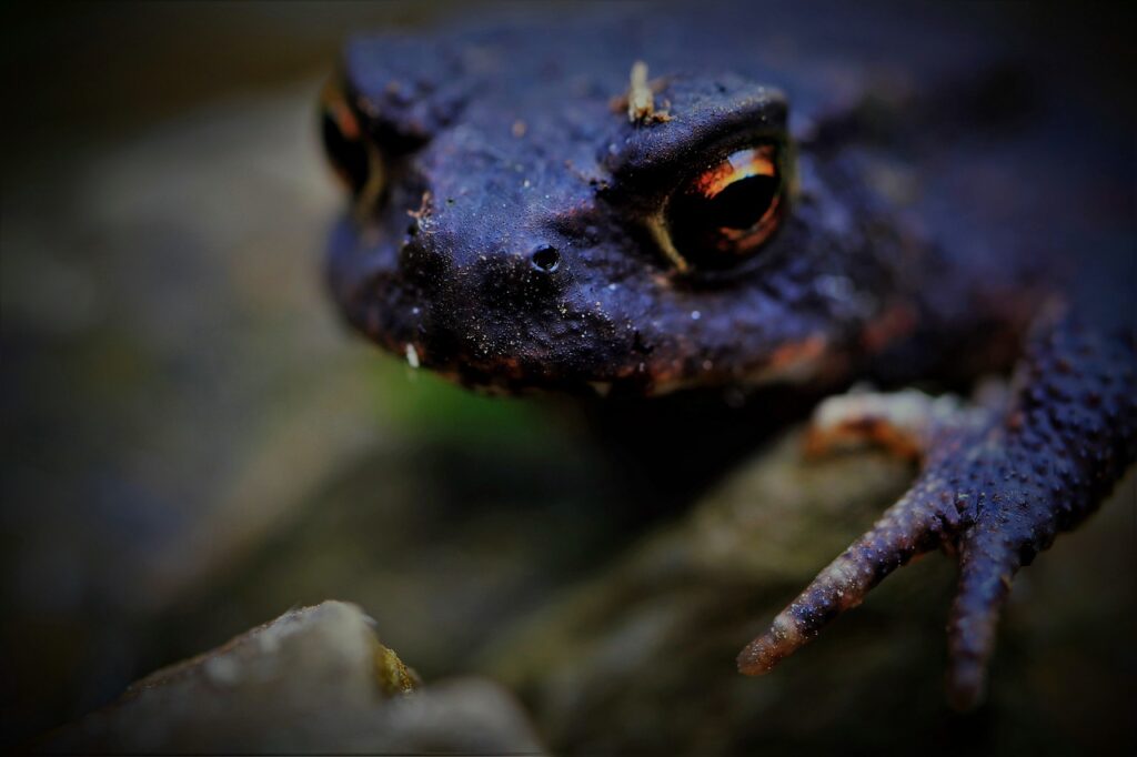 Dream Interpretation Of Black Frog