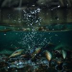 Bait Dream Interpretation