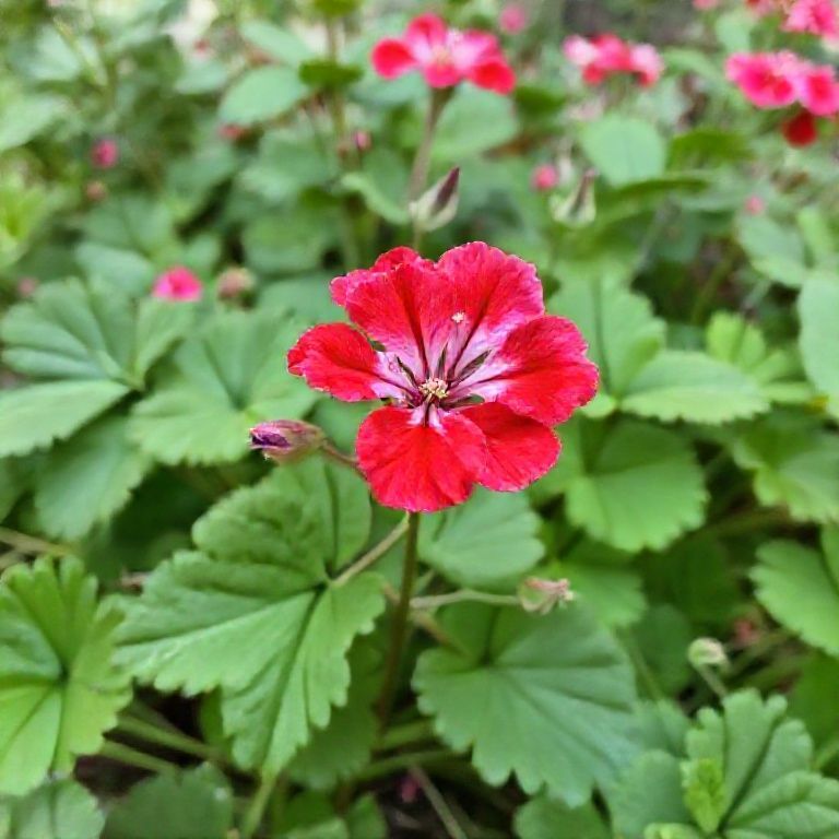 Geranium Dream Interpretation
